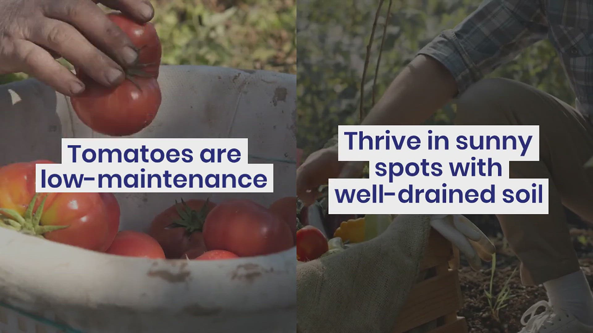 'Video thumbnail for 10 Easy to grow Vegetables in the garden'