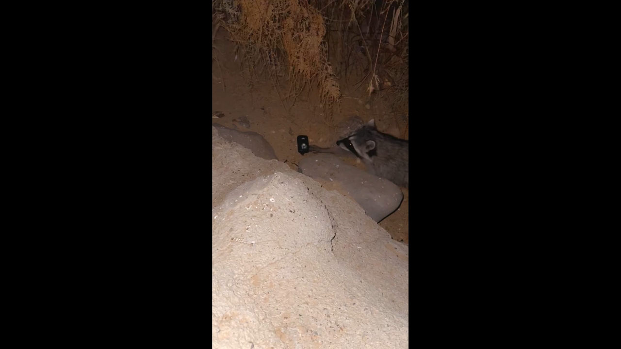 Video thumbnail for Raccoons Curious About Dropped E-Cigarette in Laughlin
