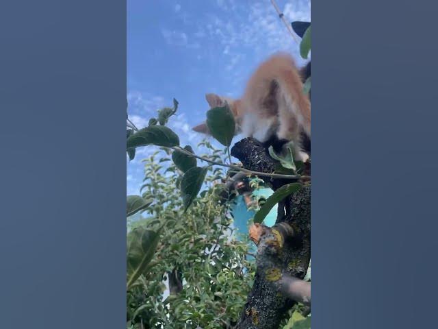 Video thumbnail for Cute kitty😍😘🥰#shorts