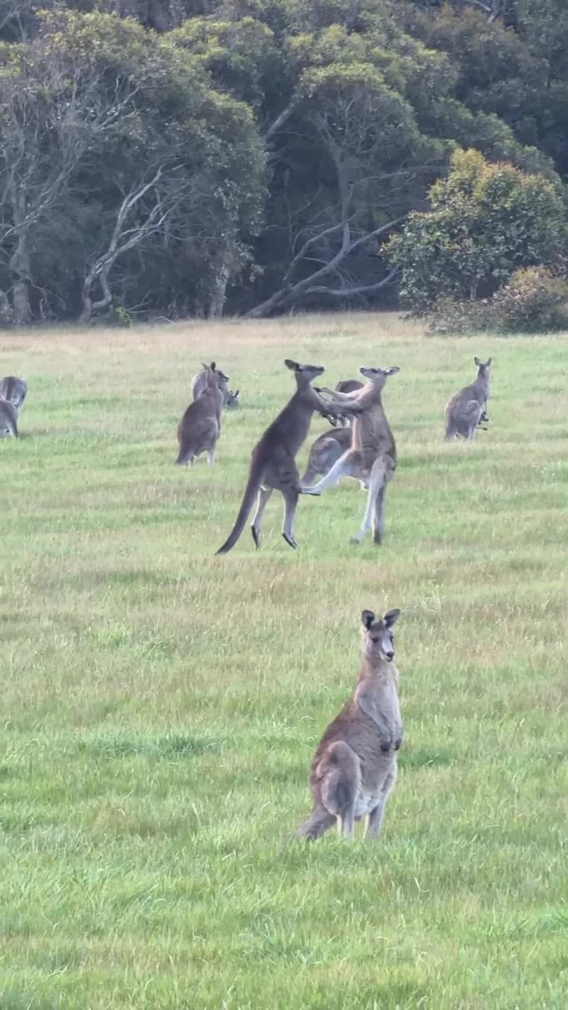 Video thumbnail for Kangaroo Boxing Match on a Quiet Meadow