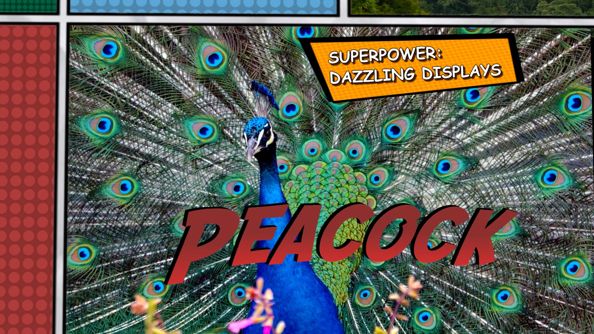 Video thumbnail for Super Animals --Peacock