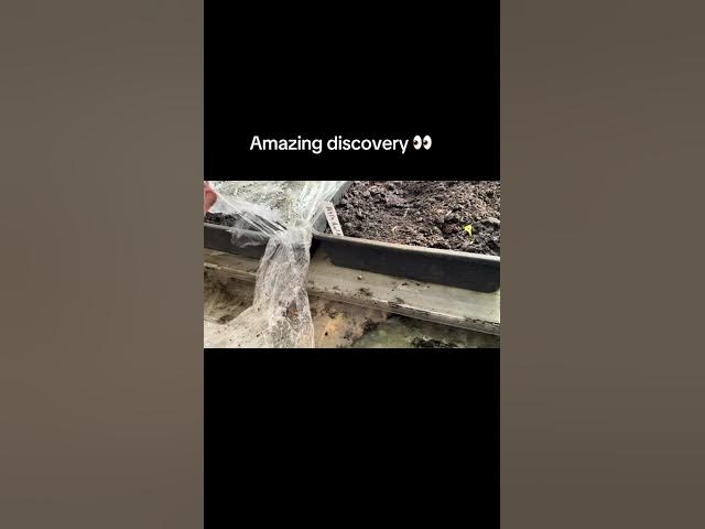 Video thumbnail for Exciting Discoveries in the Greenhouse 🌱 What’s Happening Inside