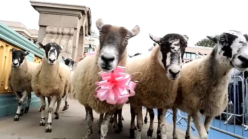 Video thumbnail for London’s Southwark Bridge turns into woolly parade at annual Sheep Drive charity event