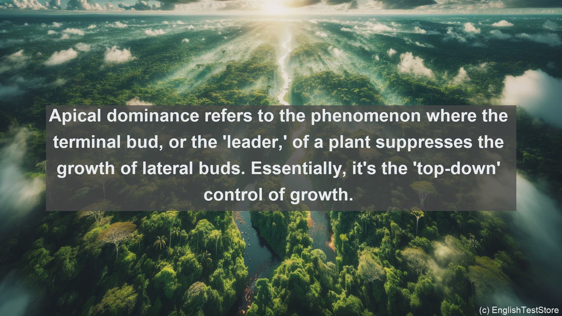 'Video thumbnail for Apical dominance in science  definition and examples'