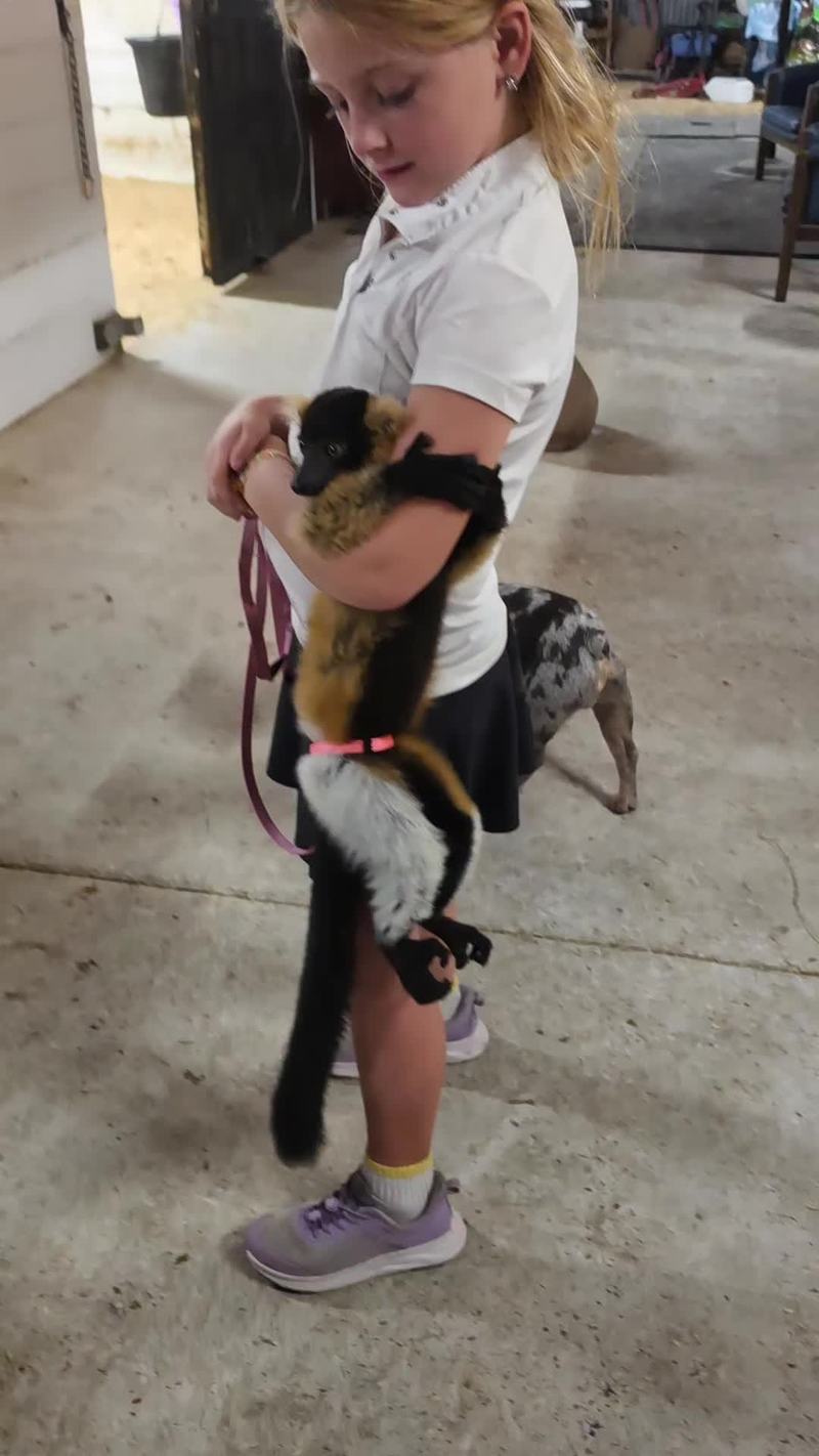 Video thumbnail for Baby Lemur Cuddling with a Little Girl in a Barn
