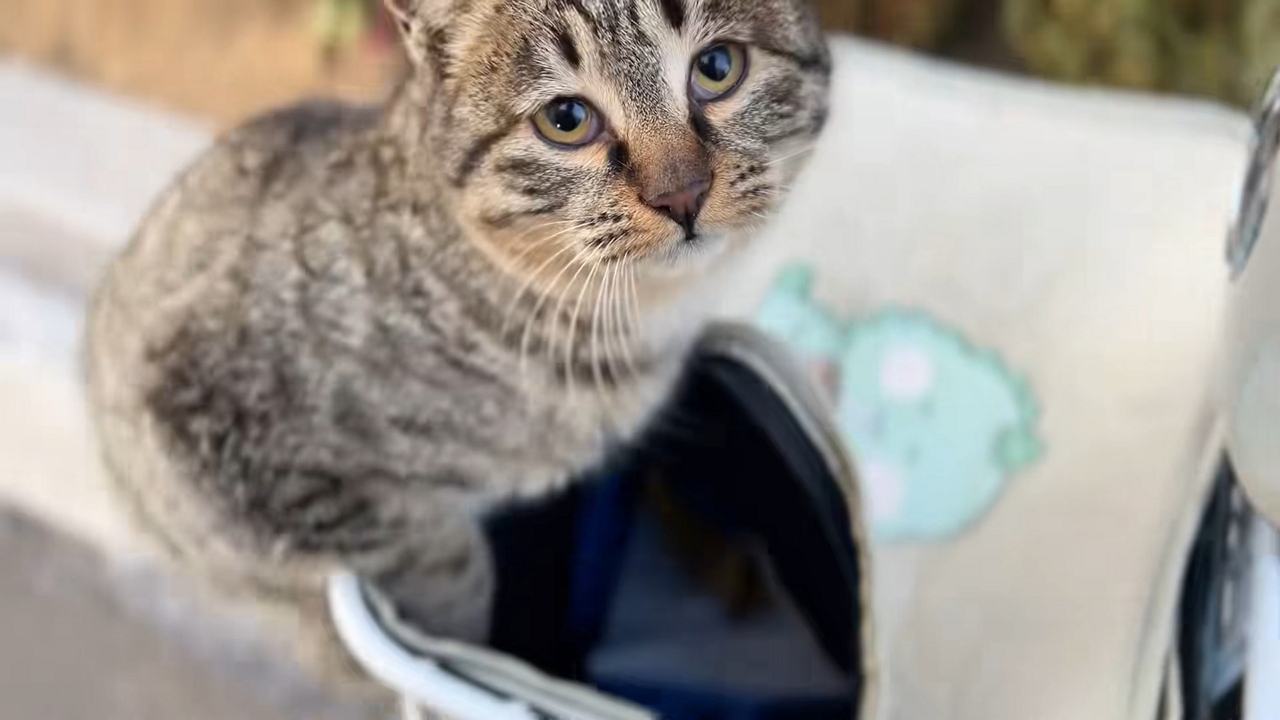 Video thumbnail for Sneaky Tabby Surprised in Scooter Basket!