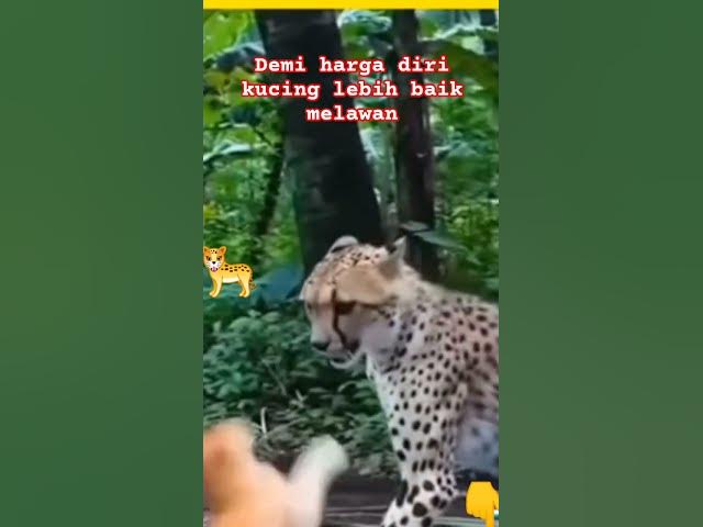 Video thumbnail for Harimau di tantang kucing' apakah yang TERJADI #pawangsinga @fyppubliknusantara