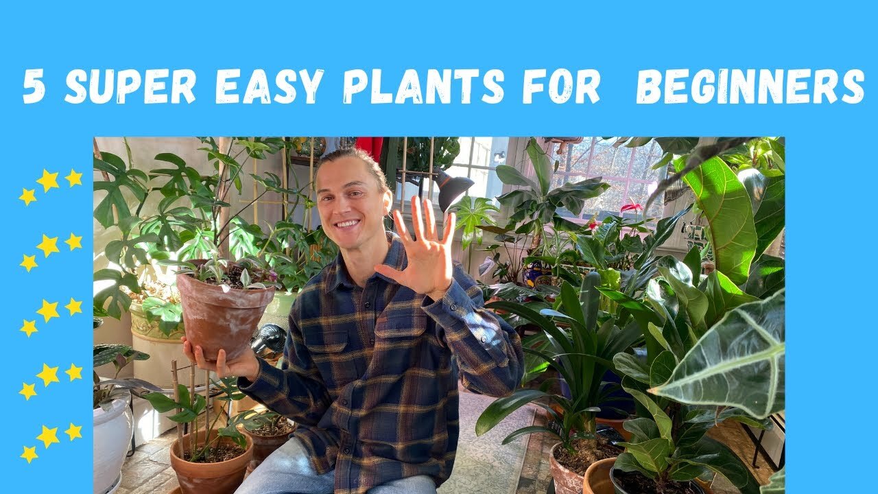 Video thumbnail for 5 EASY to Grow Houseplants for Beginners