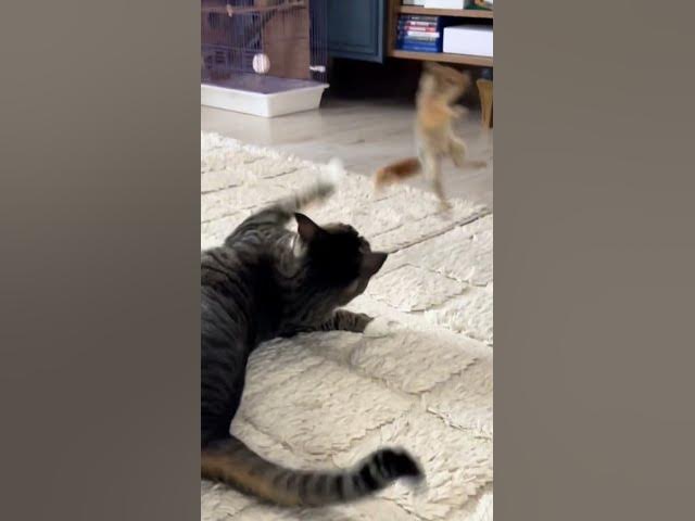 Video thumbnail for Белка против кота!Раунд#funnyanimals#squirrelVScat#squirrеl#белка#смешноевидео