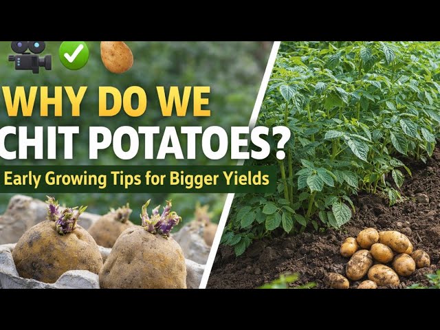 Video thumbnail for 🎥 ✅ 🥔 Why Do We Chit Potatoes? 🌱 | Early Growing Tips for Bigger Yields