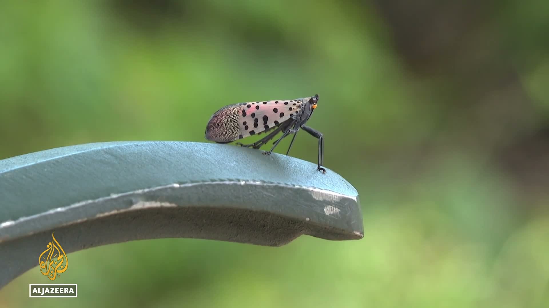 Video thumbnail for US fights invasive flies: Senators want funding for research