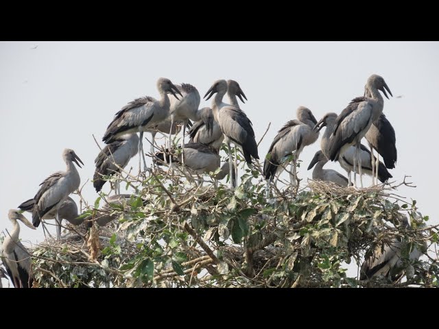 Video thumbnail for OH REAL BIRD FAMILY LIFE FRESH#nature #baby #wildlife #animals #amazon