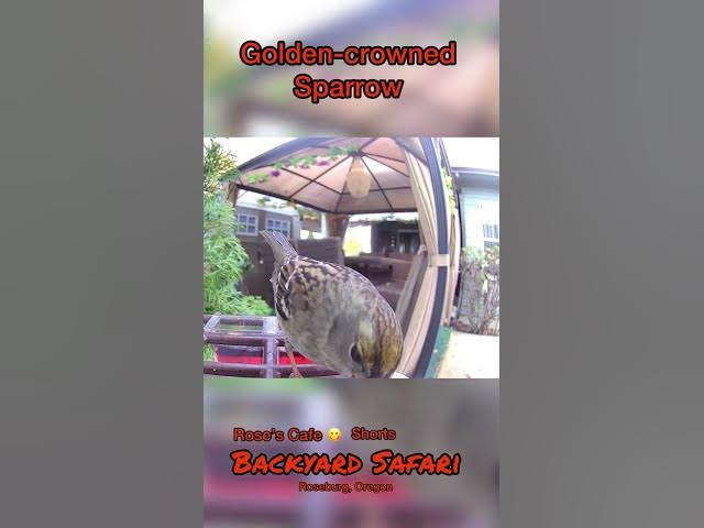 Video thumbnail for Backyard Safari -Shorts #birdwatching