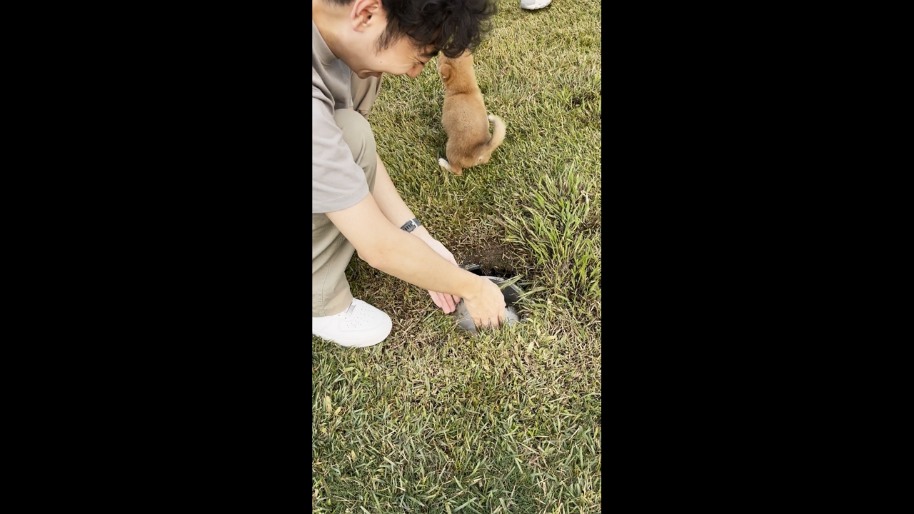 Video thumbnail for Puppies Keep Falling Into the Same Hole While Playing in a Field