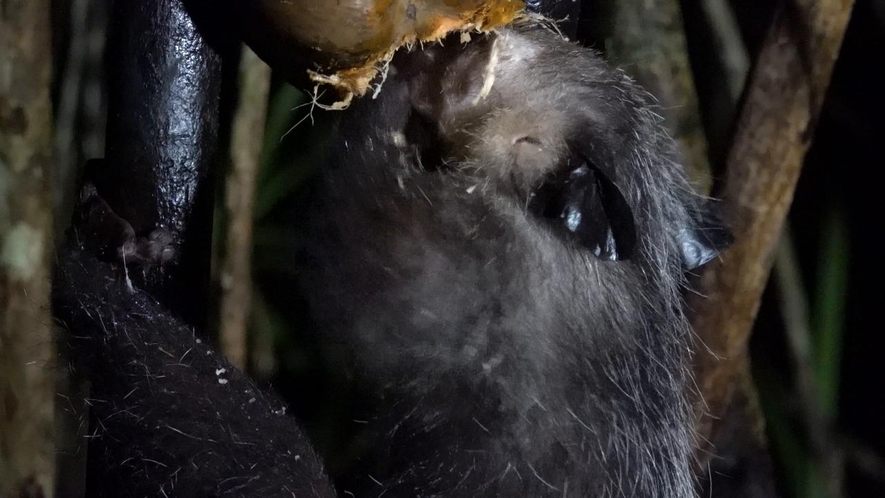 Video thumbnail for Aye-Aye Lemur and Its Coconut
