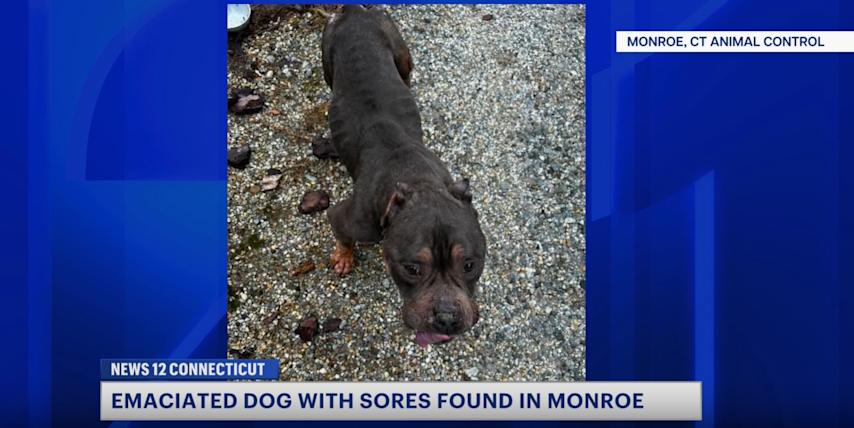 Video thumbnail for Emaciated dog found in Monroe