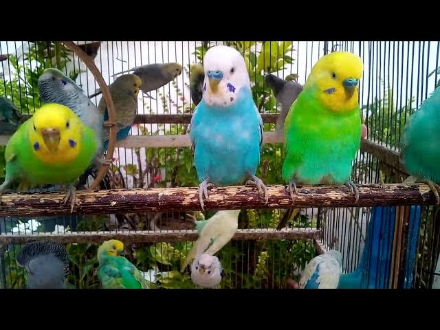 Video thumbnail for 笑えるセキセイインコの動画特集！🤣🐦