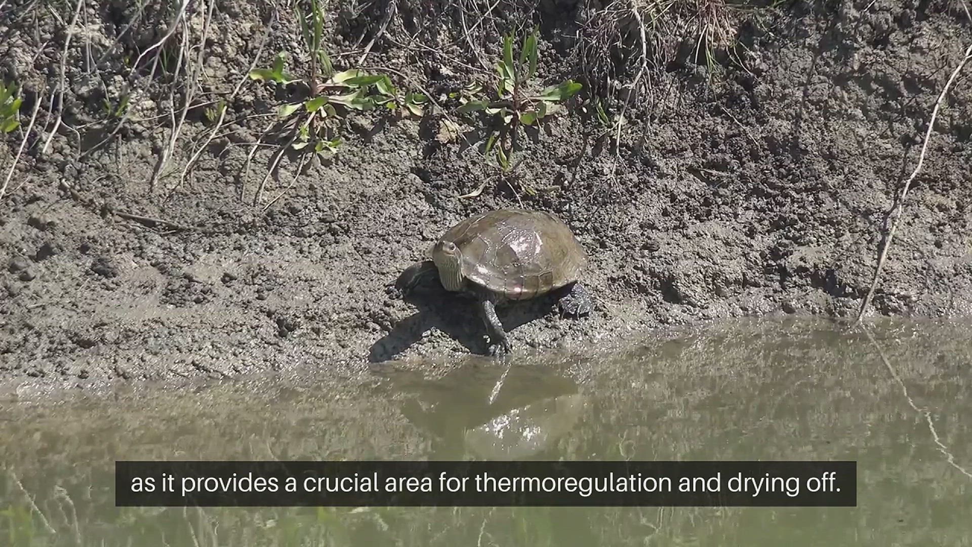 Video thumbnail for Turtle Basking Platform Choices