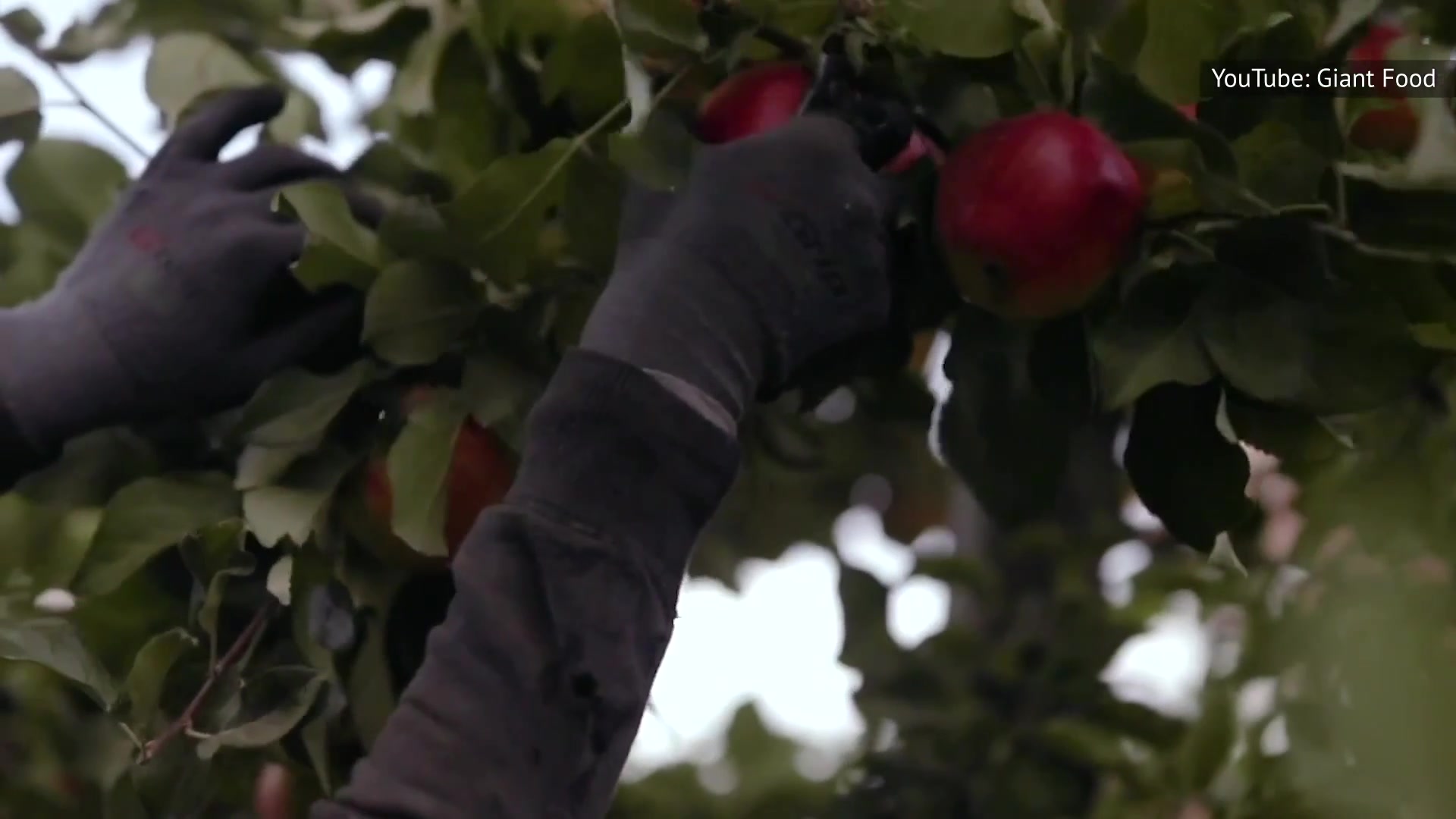 Video thumbnail for The Real Reason Honeycrisp Apples Are So Expensive