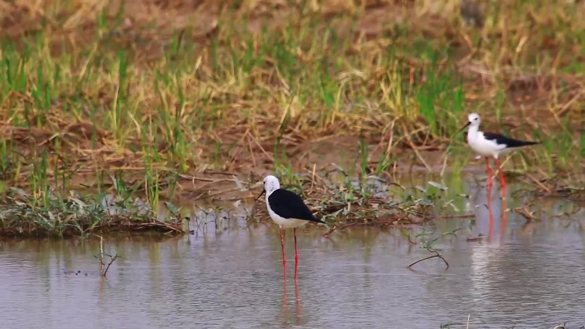 Video thumbnail for Lake at field, bird find food catch eat here