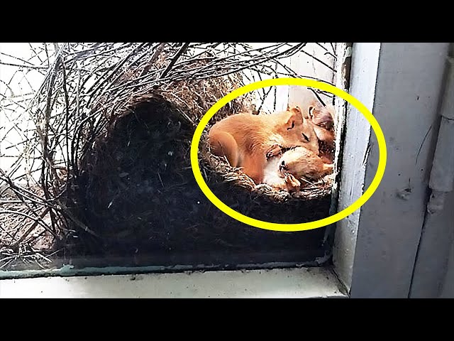 Video thumbnail for Mother saw squirrels in her window – but when she taken a closer look at them she called the police