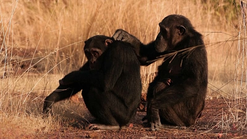 Video thumbnail for In Senegal, observing chimpanzees saves some from working in the mines
