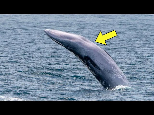 Video thumbnail for Finally, A Camera Caught Sight Of This Underwater Secret