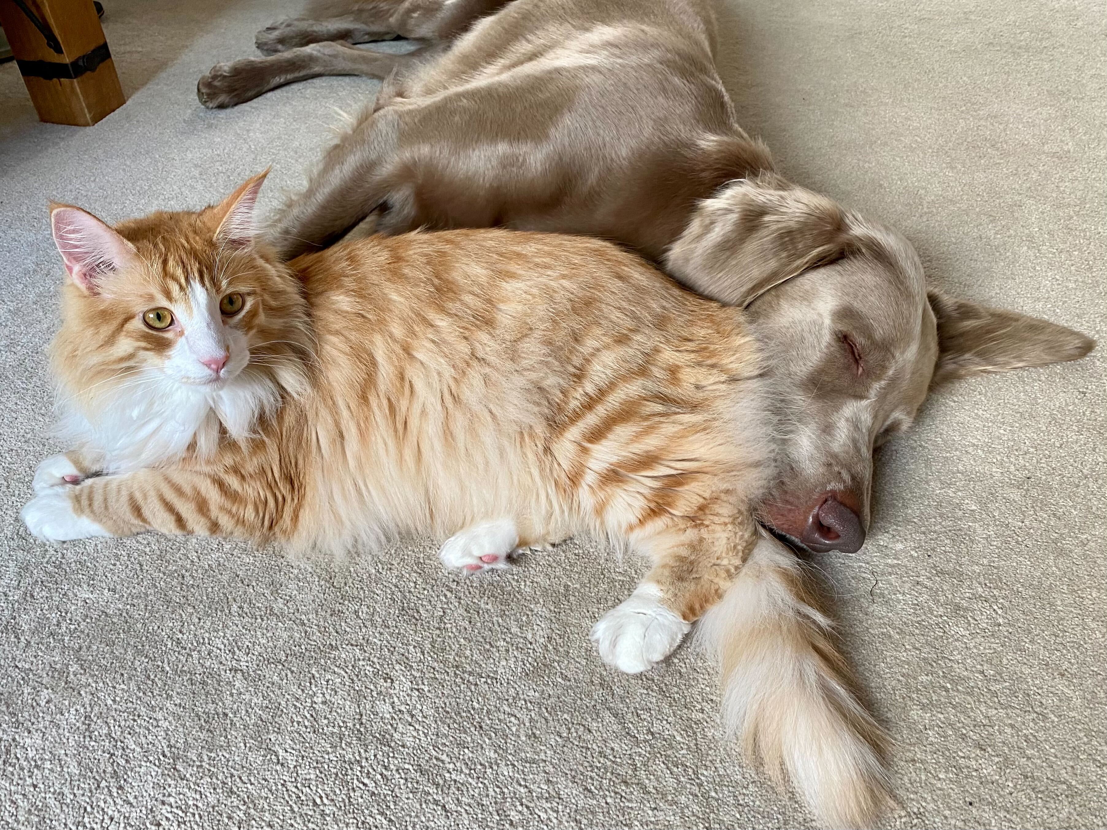 Video thumbnail for Is a Weimaraner the Right Dog for Your Family?