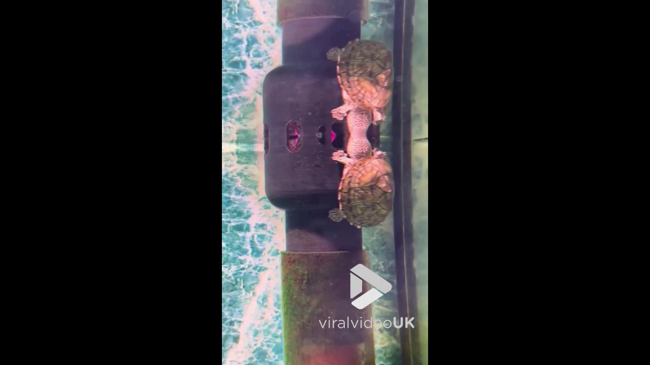 Video thumbnail for VV5046 Turtles spin on filter post like carousel