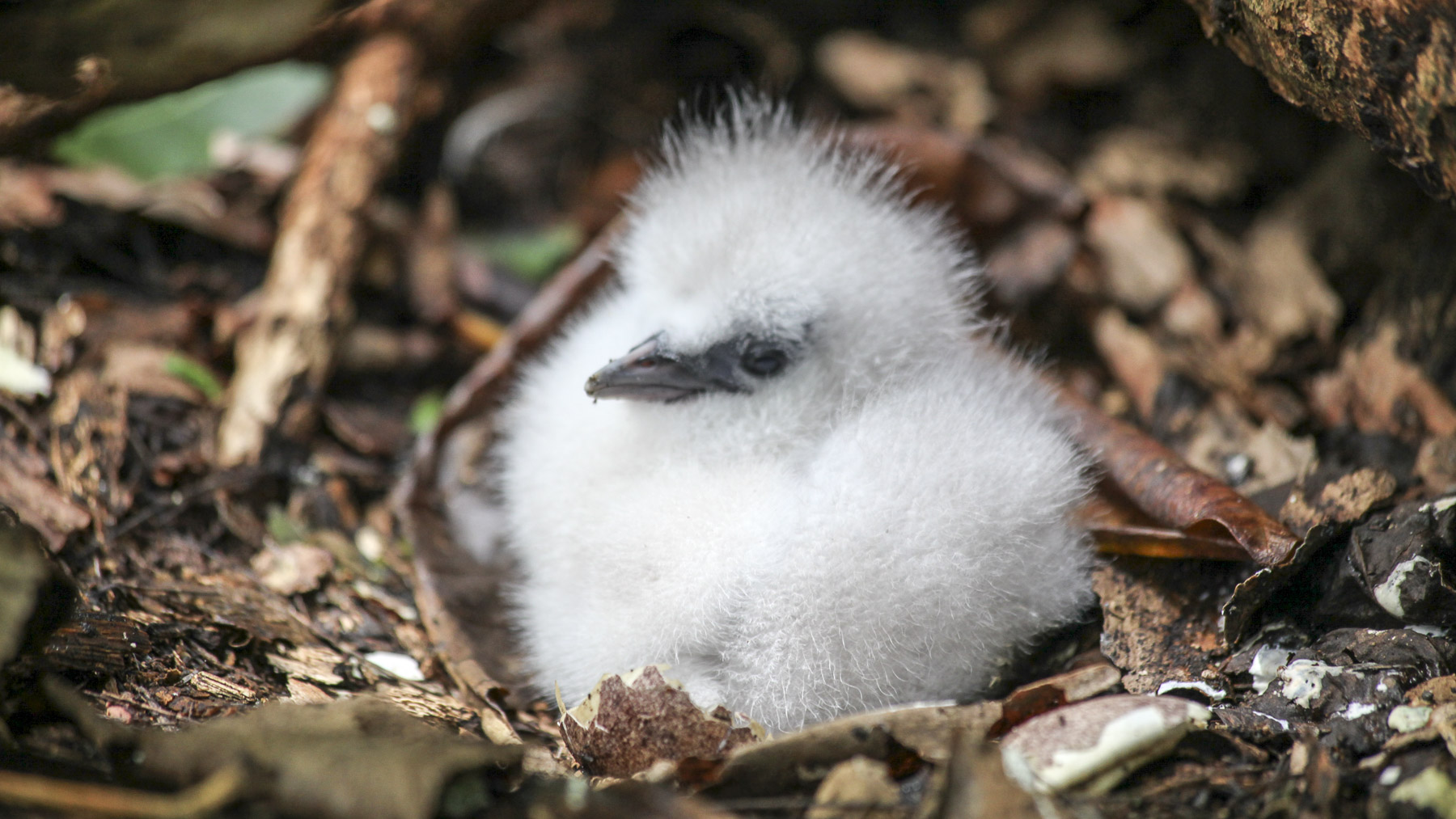 'Video thumbnail for Vogelschutzinsel Cousin bei Praslin | Seychellen'