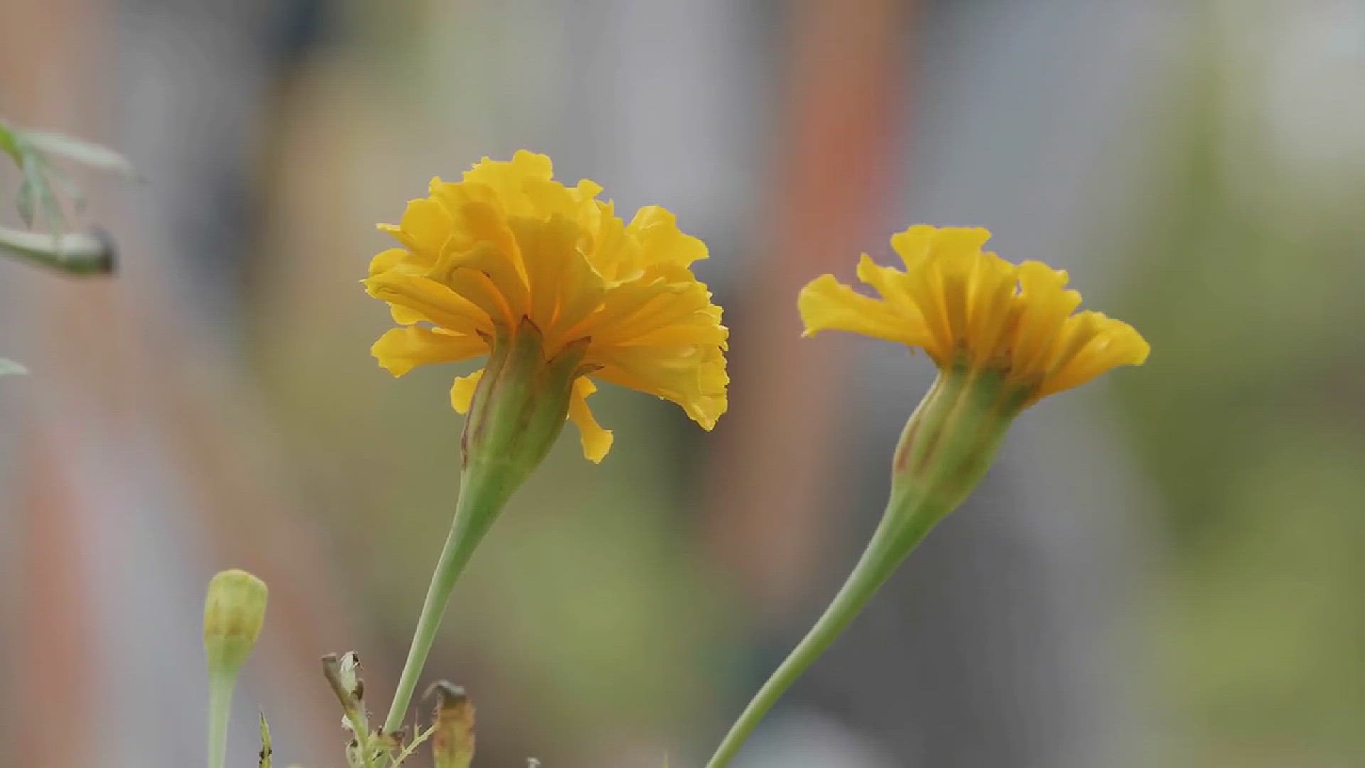 'Video thumbnail for 10 Colorful Plants That Keep Bugs and Insects from the Garden'