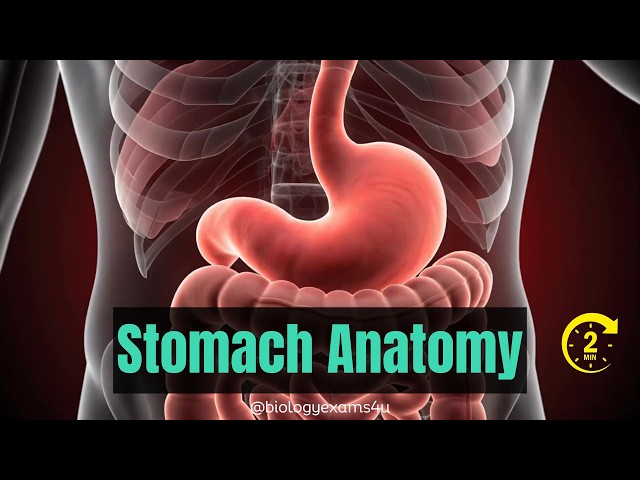 Video thumbnail for Stomach Anatomy|| Parts and Functions