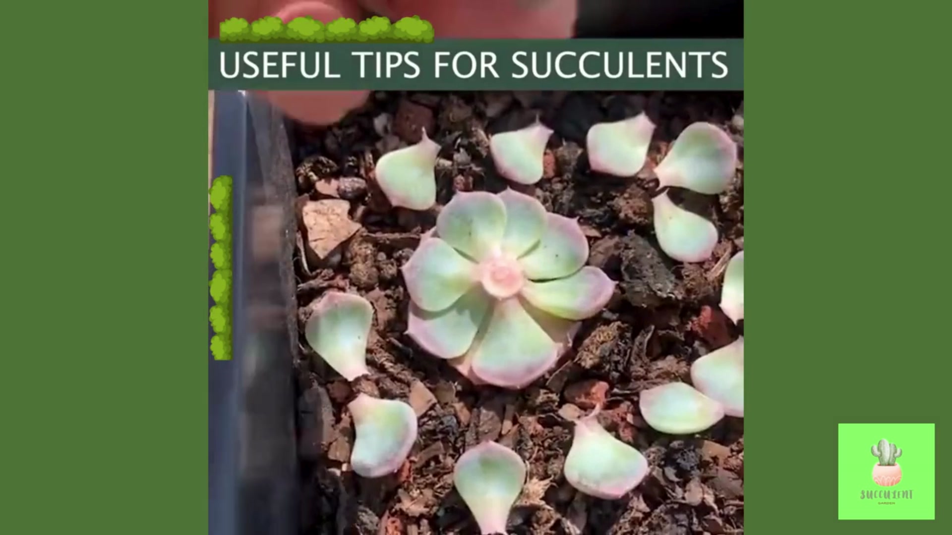 Video thumbnail for Useful Tips for Succulents You Must Know