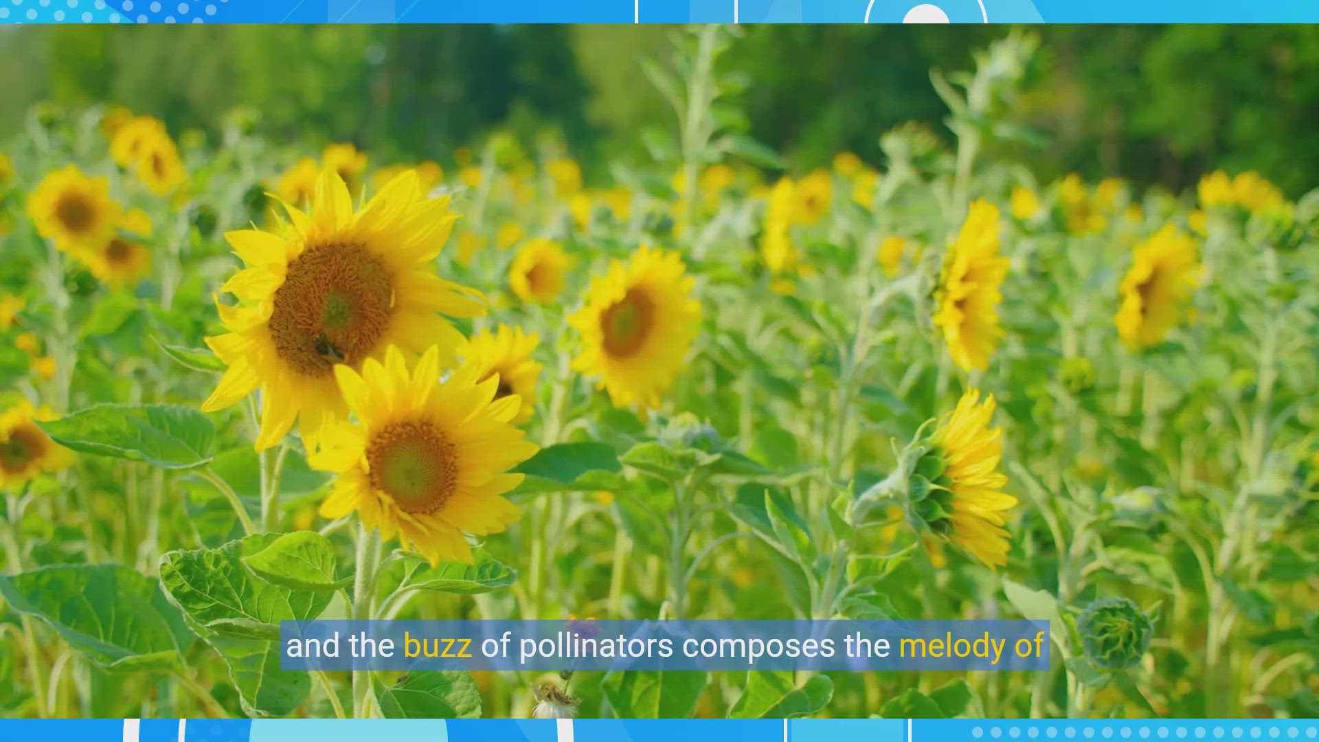 'Video thumbnail for Bloom & Buzz: Crafting Your Pollinator Paradise'