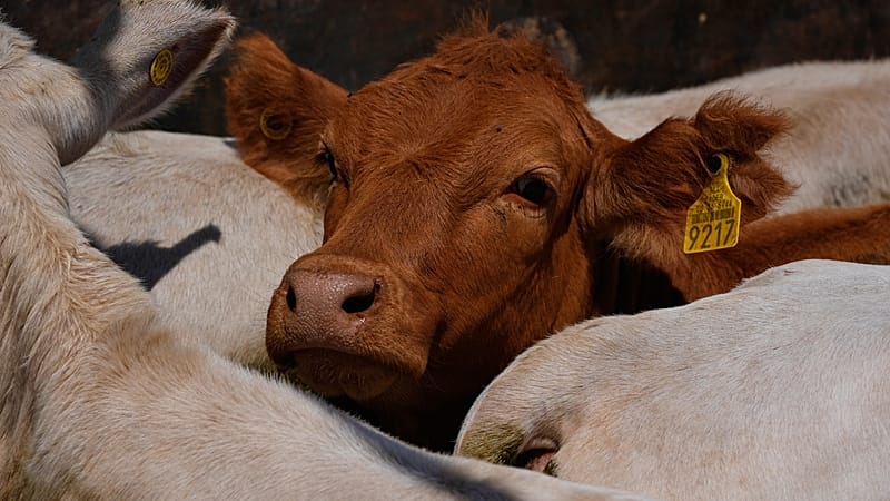 Video thumbnail for EU suspends imports of meat from Namibia over FMD fears