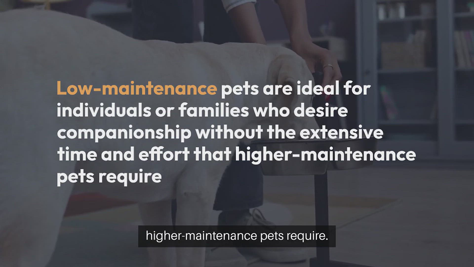 Video thumbnail for Low-maintenance Pets