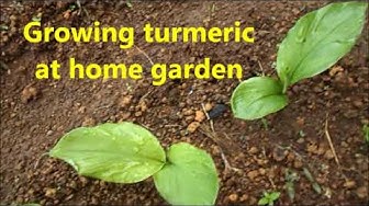 'Video thumbnail for Growing turmeric at home garden / Growing turmeric plant from rhizomes'