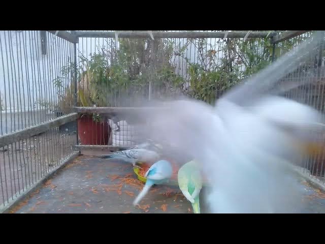 Video thumbnail for 2 Min de Budgie Bliss Relaxar com Pássaros da Floresta