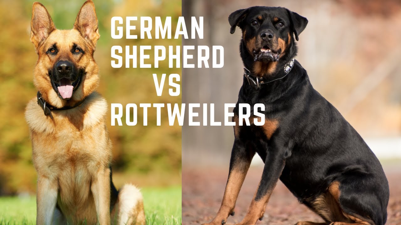 Video thumbnail for German Shepherd vs Rottweilers. Which one is suitable for an apartment?