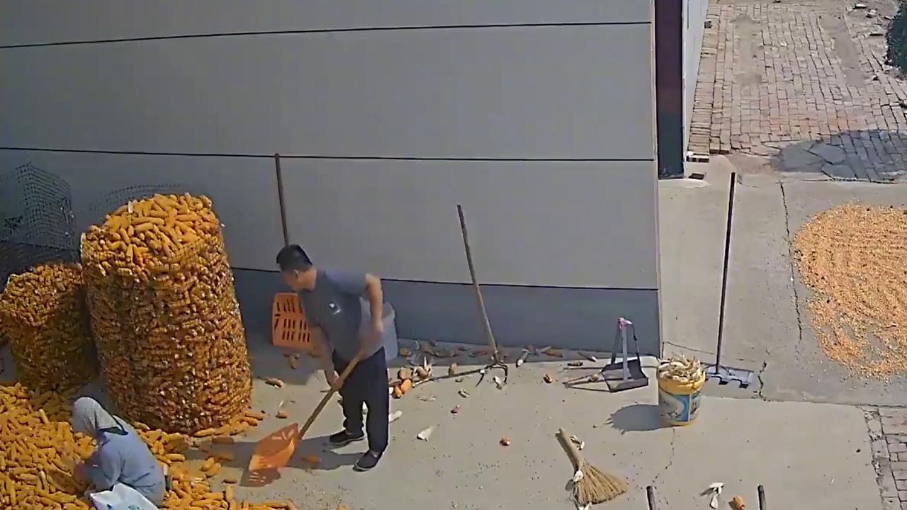 Video thumbnail for China: Overfilled corn bag suddenly bursts during harvest in China.