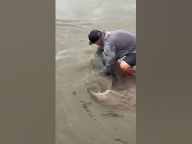 Video thumbnail for Swam off Strong: 105-Pound Blue Catfish Breaks 21-Year-Old Iowa Record, Released