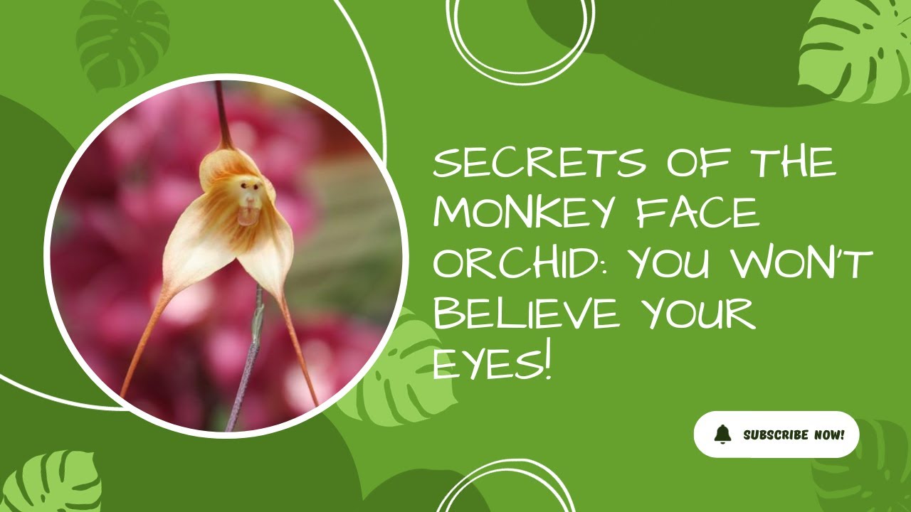 Video thumbnail for Secrets of the Monkey Face Orchid: You Won't Believe Your Eyes!