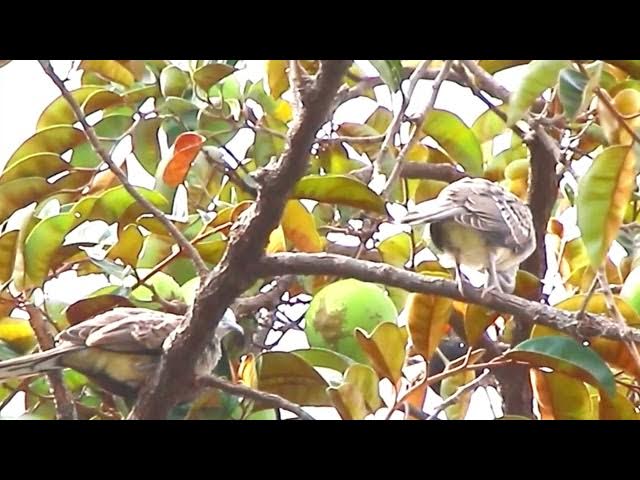 Video thumbnail for Top wild dove on nest | female or male dove