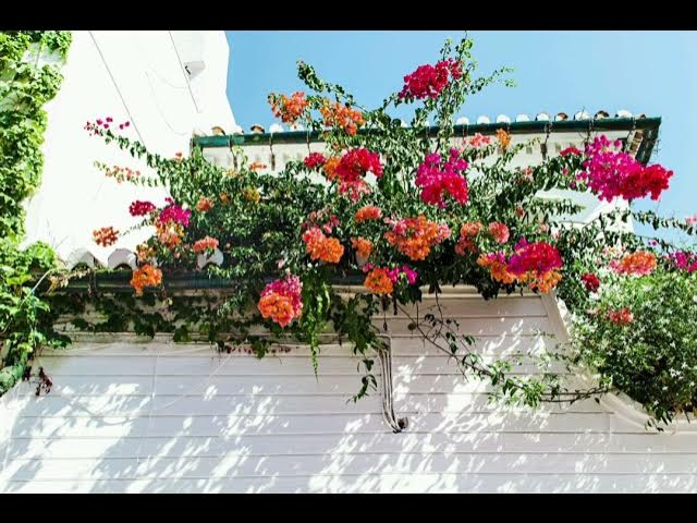 Video thumbnail for Magical Violin Melodies | Classical Compositions | Relaxation Music