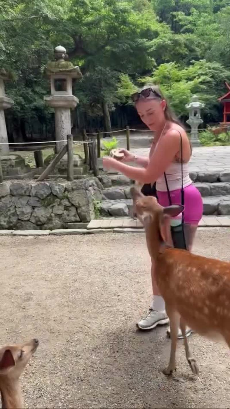 Video thumbnail for Cheeky Nara Deer Nibbles Tourist for Crackers