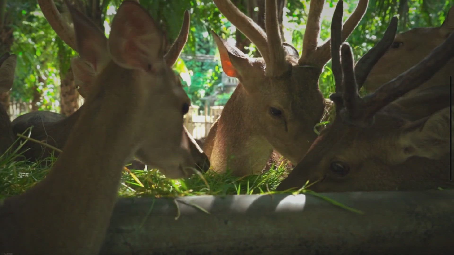 Video thumbnail for Quanto Tempo Vive um Veado?