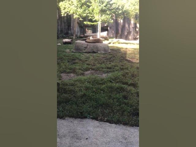 Video thumbnail for Hyena   CDA