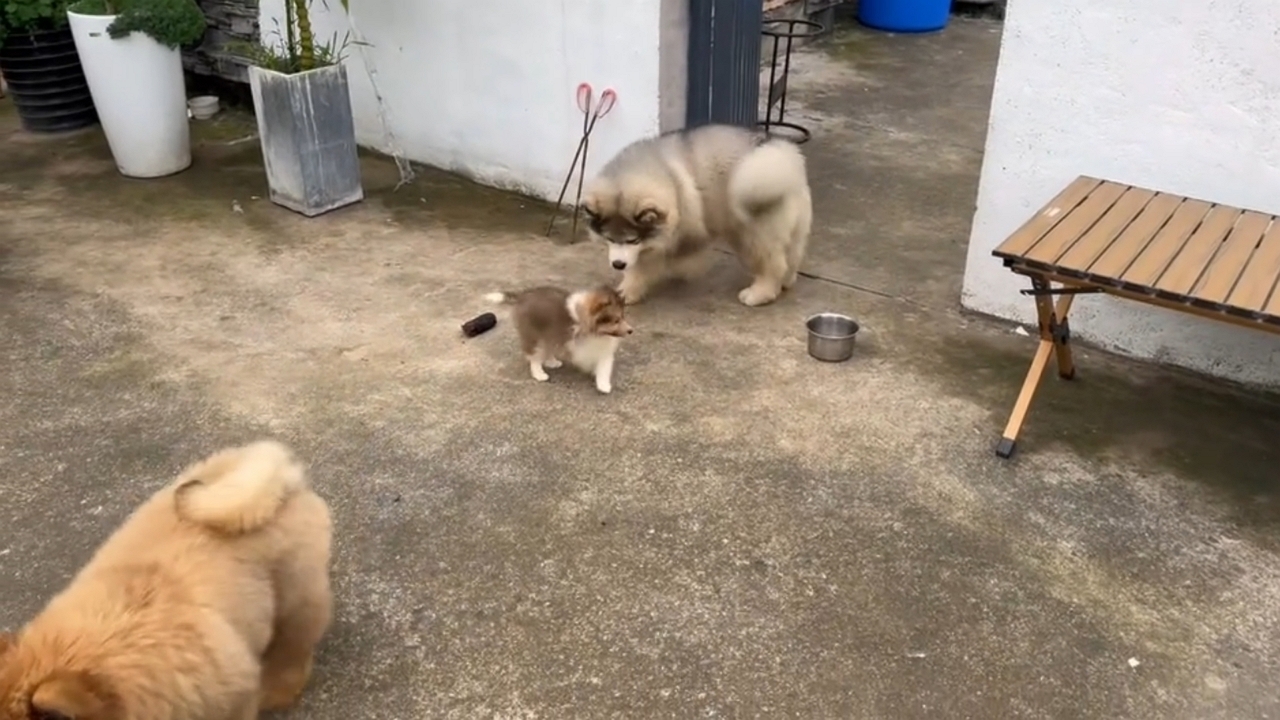 Video thumbnail for Playful Alaskan Malamute Puppy Guards Bowl from Friends