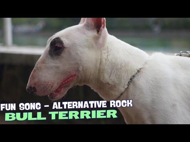 Video thumbnail for 🎶 "Bull Terrier Runnin' Wild in the Yard"🐕