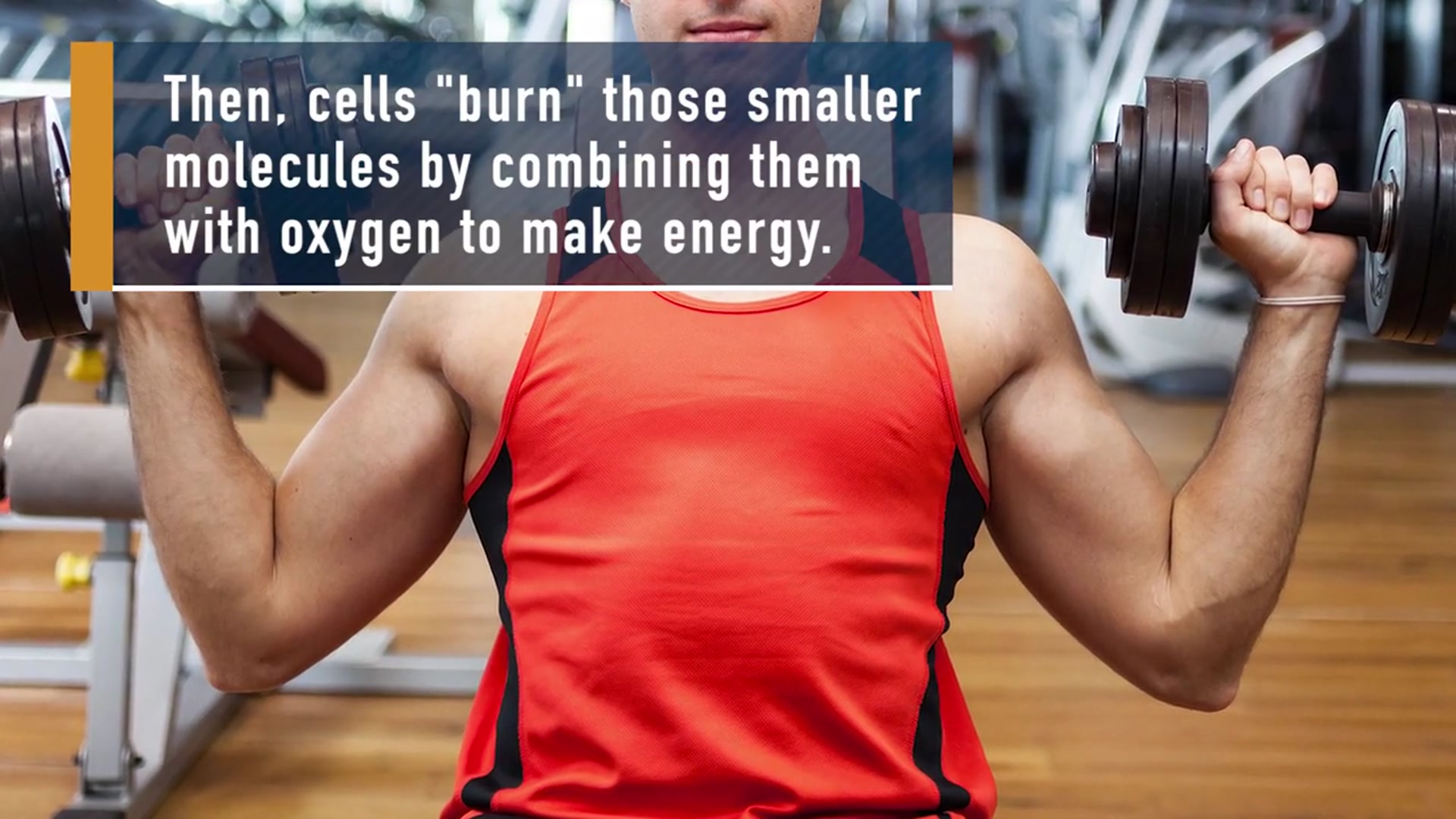 'Video thumbnail for Losing Weight - How The Human Body 'Burns' Fat'